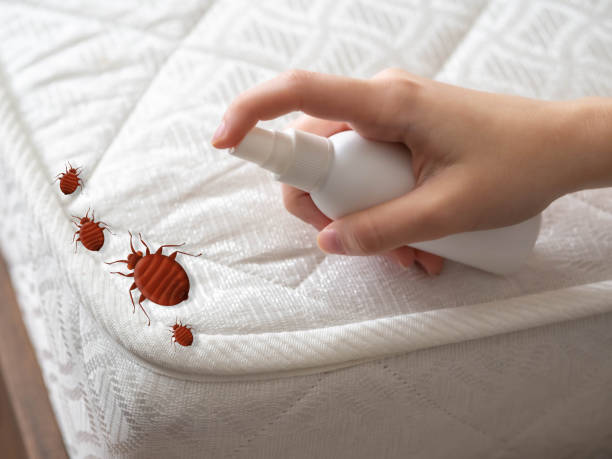 Best Termite Control Services  in Colstrip, MT