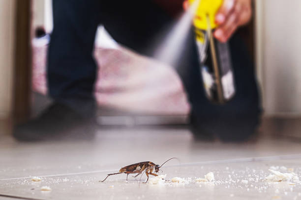 Best Spider Control Near Me  in Colstrip, MT